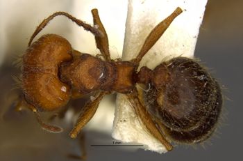 Media type: image;   Entomology 534481 Aspect: habitus dorsal view
